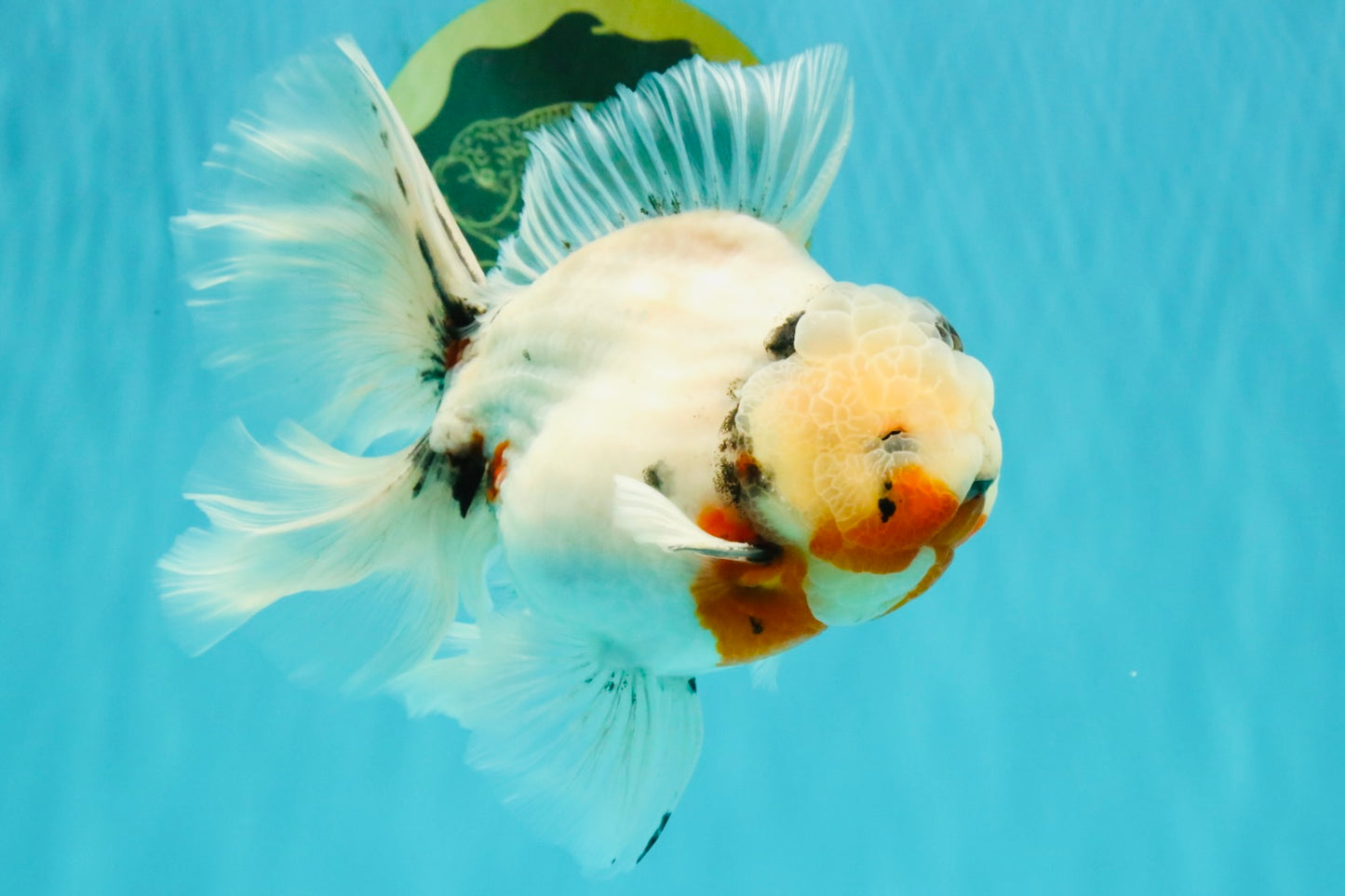 A Grade Sakura Oranda Male 6.5 inches #071726OR_32