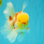AAA Grade Red White Oranda Male 6 inches #080726OR_13