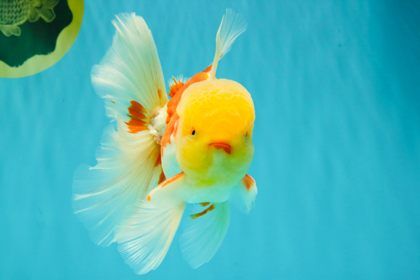 AAA Grade Red White Oranda Male 6 inches #080726OR_13