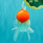 AAA Grade Peach Red White Oranda Male 5 inches #062626OR_30