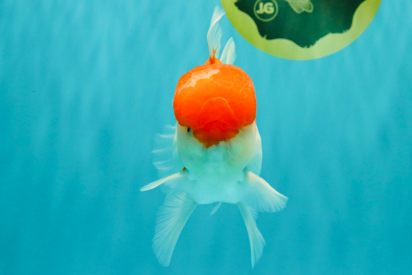 AAA Grade Peach Red White Oranda Male 5 inches #062626OR_30