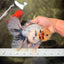 AAA Grade Marble Oranda Male 6.5-7 inches #070626OR_09