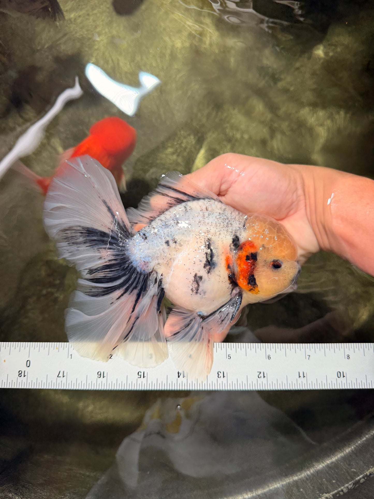 AAA Grade Marble Oranda Male 6.5-7 inches #070626OR_09