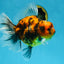 Tiger Oranda Female 6 inches #072525OR_21
