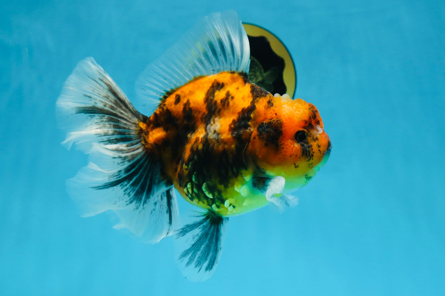 Tiger Oranda Female 6 inches #072525OR_21