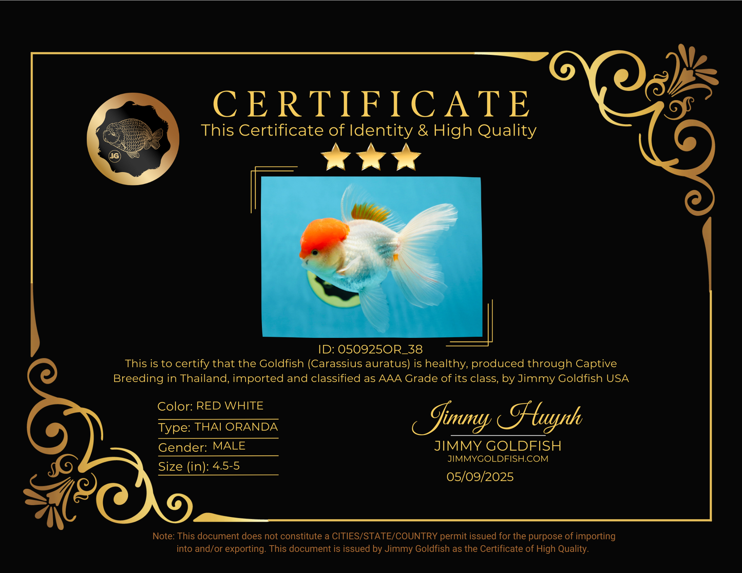 AAA Grade Red Cap Oranda Male 4.5-5 inches #050925OR_38