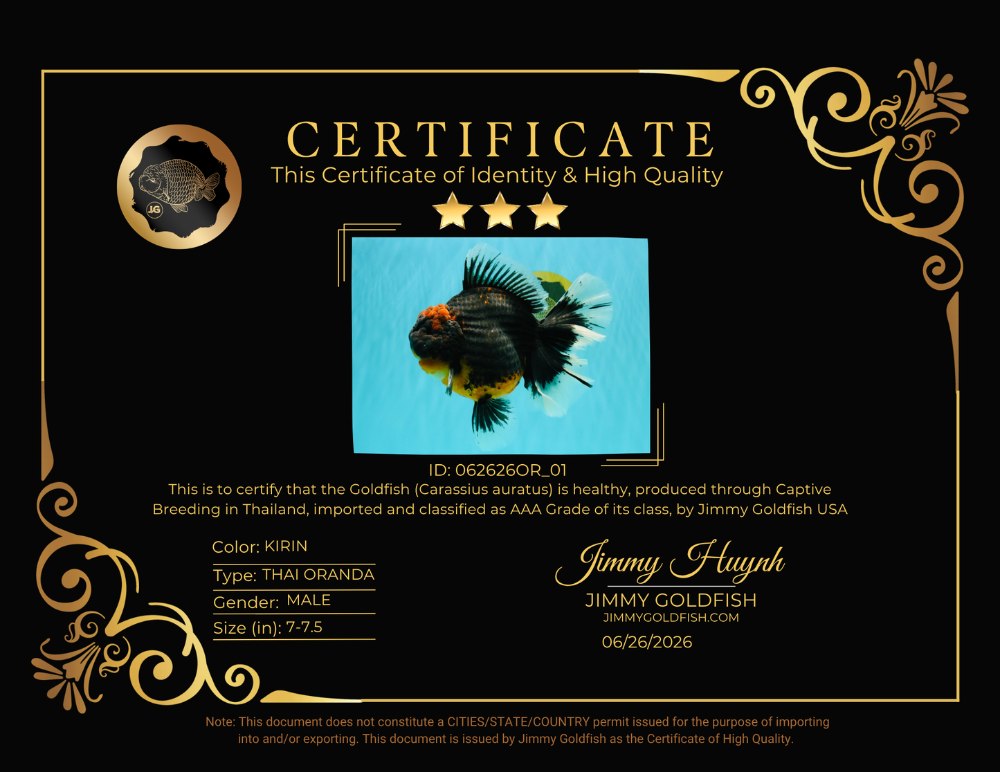AAA Grade Super Red Head Kirin Oranda Male 7-7.5 inches #062626OR_01