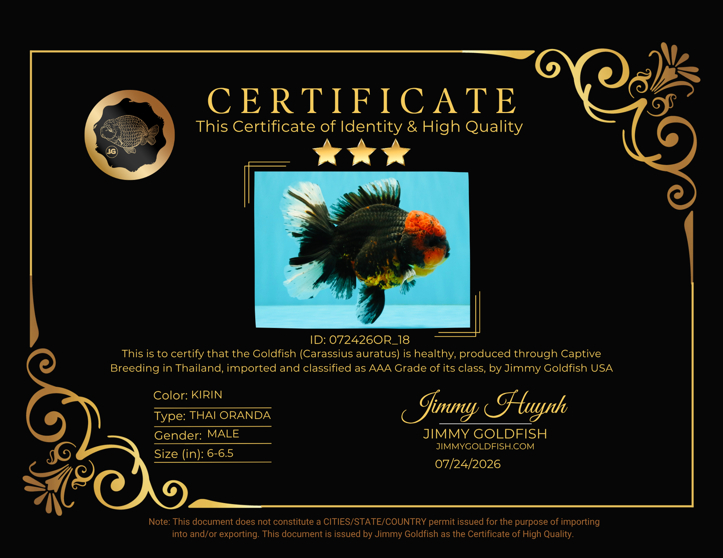 CHONKY AAA Grade Red Head Kirin Oranda Male 6-6.5 inches #072426OR_18