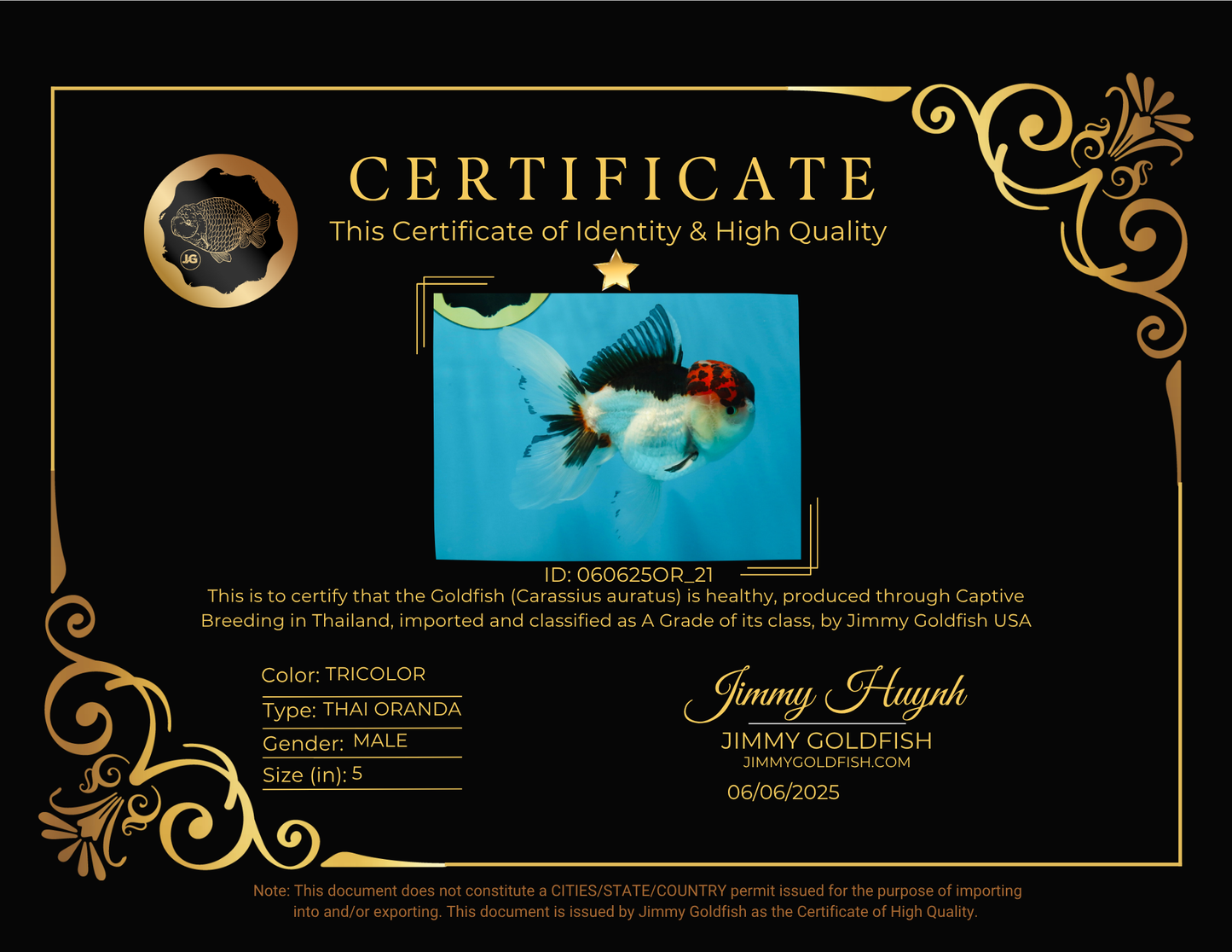 A Grade Tricolor Oranda Male 5 inches #060625OR_21