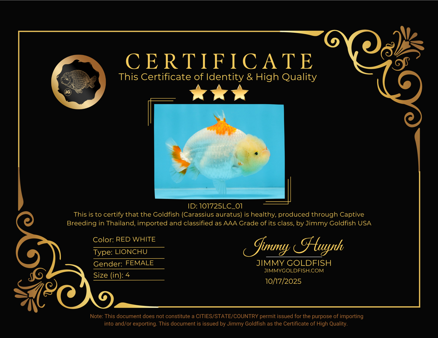 AAA Grade Red White Shark LionQueen 4 inches #101725LC_01