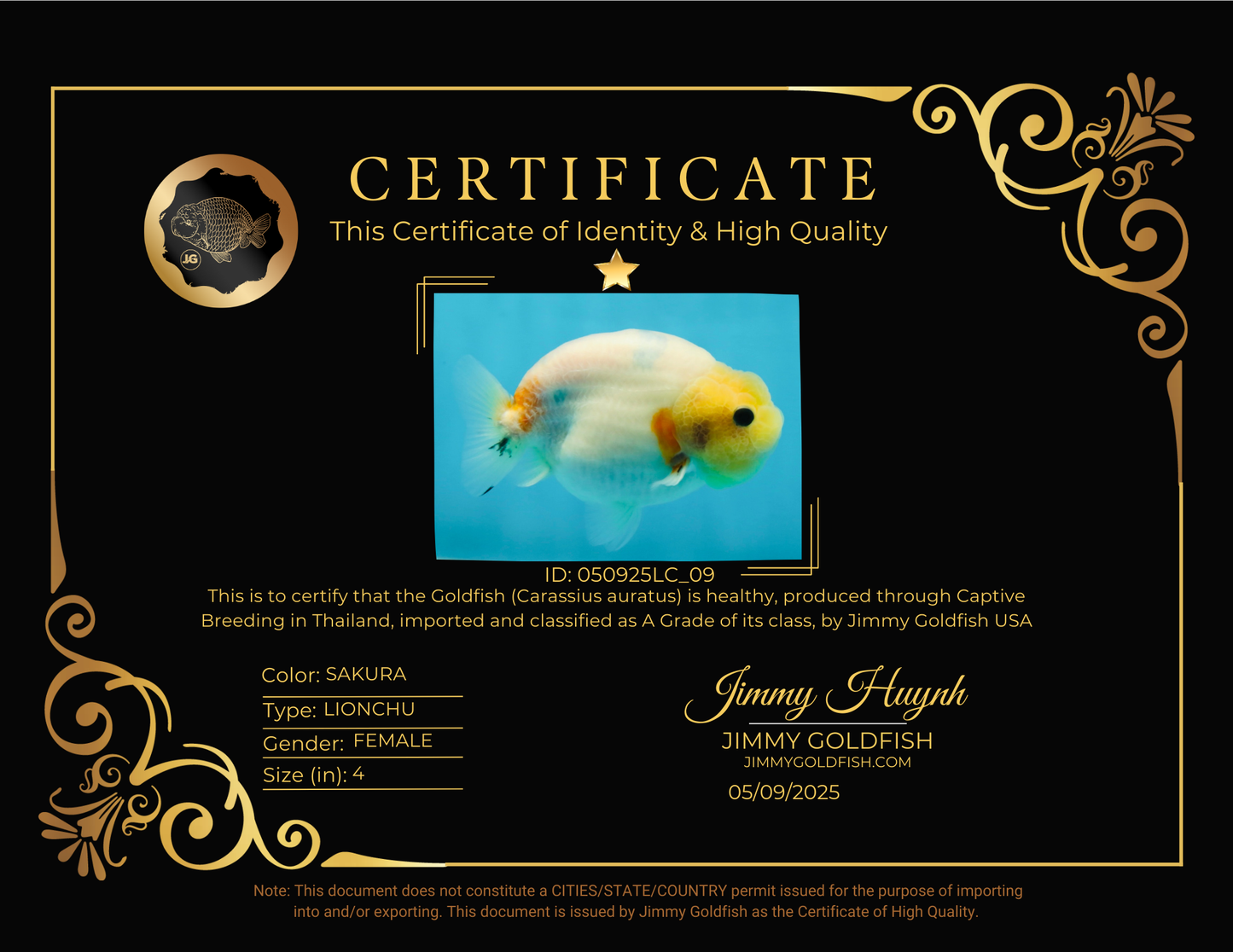 A Grade Sakura Button Eyes LionQueen 4 inches #050925LC_09