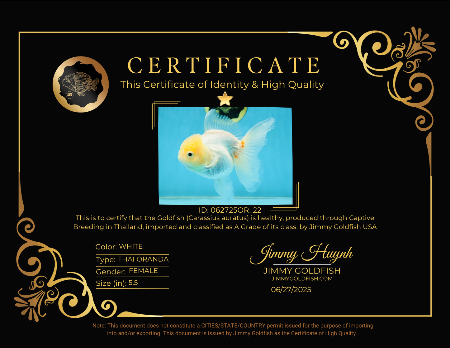 A Grade White Oranda Female 5.5 inches #062725OR_22