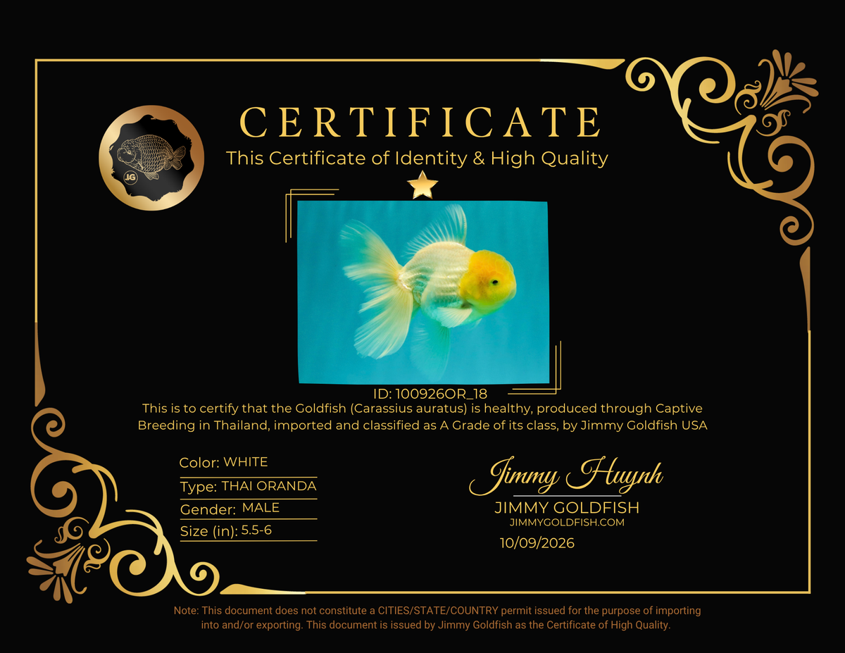 A Grade White Oranda Male 5.5-6 inches #100926OR_18