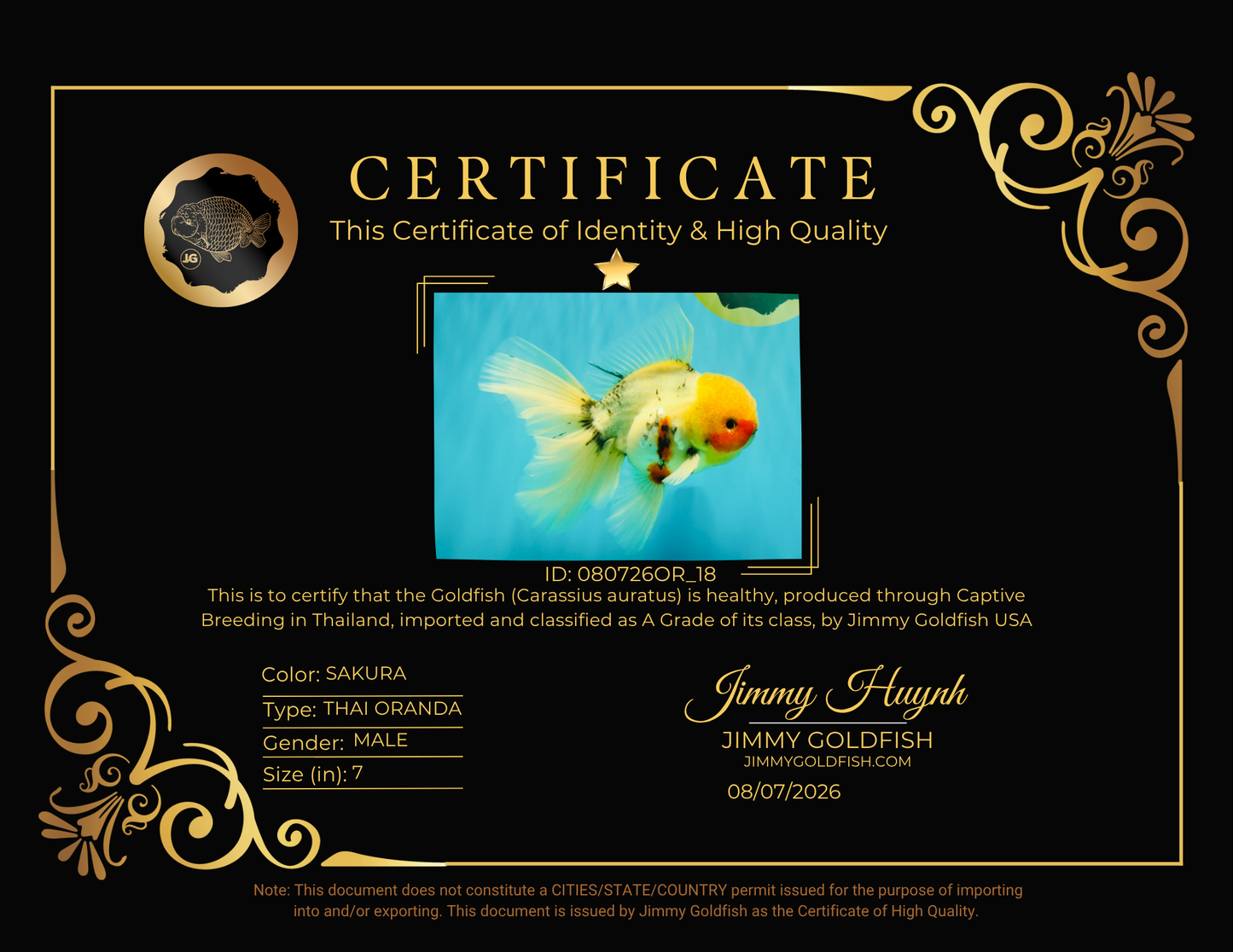 A Grade Sakura Oranda Male 7 inches #080726OR_18