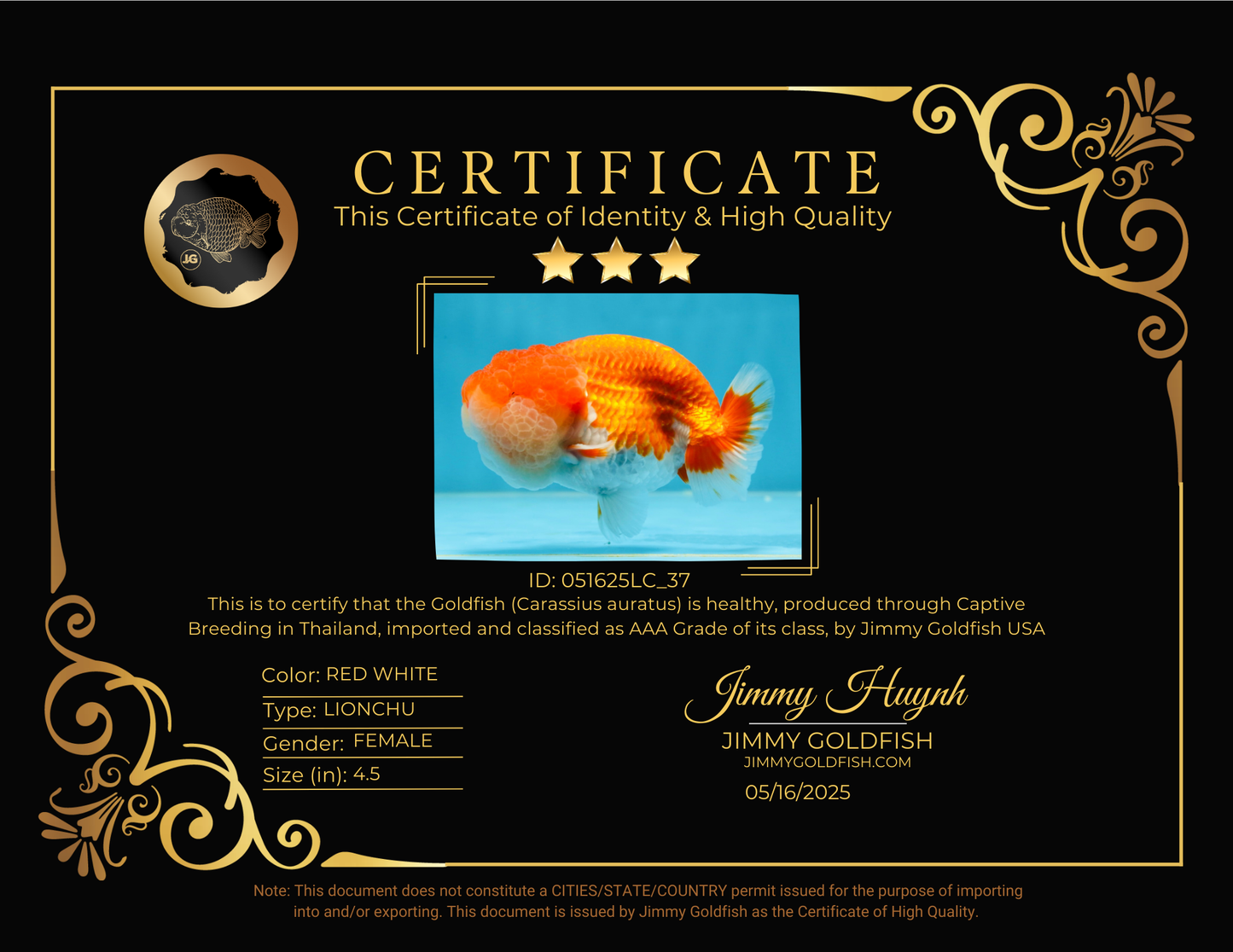 AAA Grade TOP Red White LionKing 4.5 inches #051625LC_37