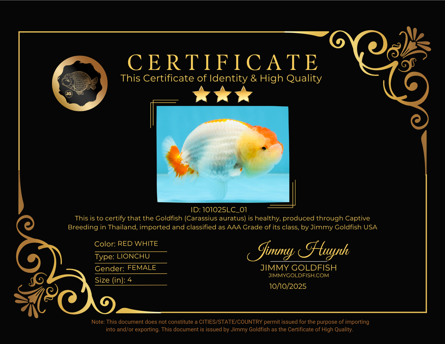 AAA Grade Young Red White LionQueen 4 inches #101025LC_01