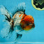 A Grade Calico Kirin Oranda Male 6-6.5 inches #121925OR_12