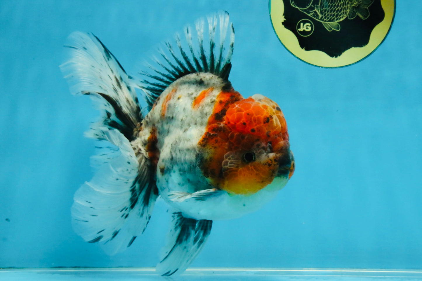 A Grade Calico Kirin Oranda Male 6-6.5 inches #121925OR_12