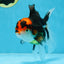 A Grade Tricolor Oranda Female 5.5-6 inches #100325OR_18