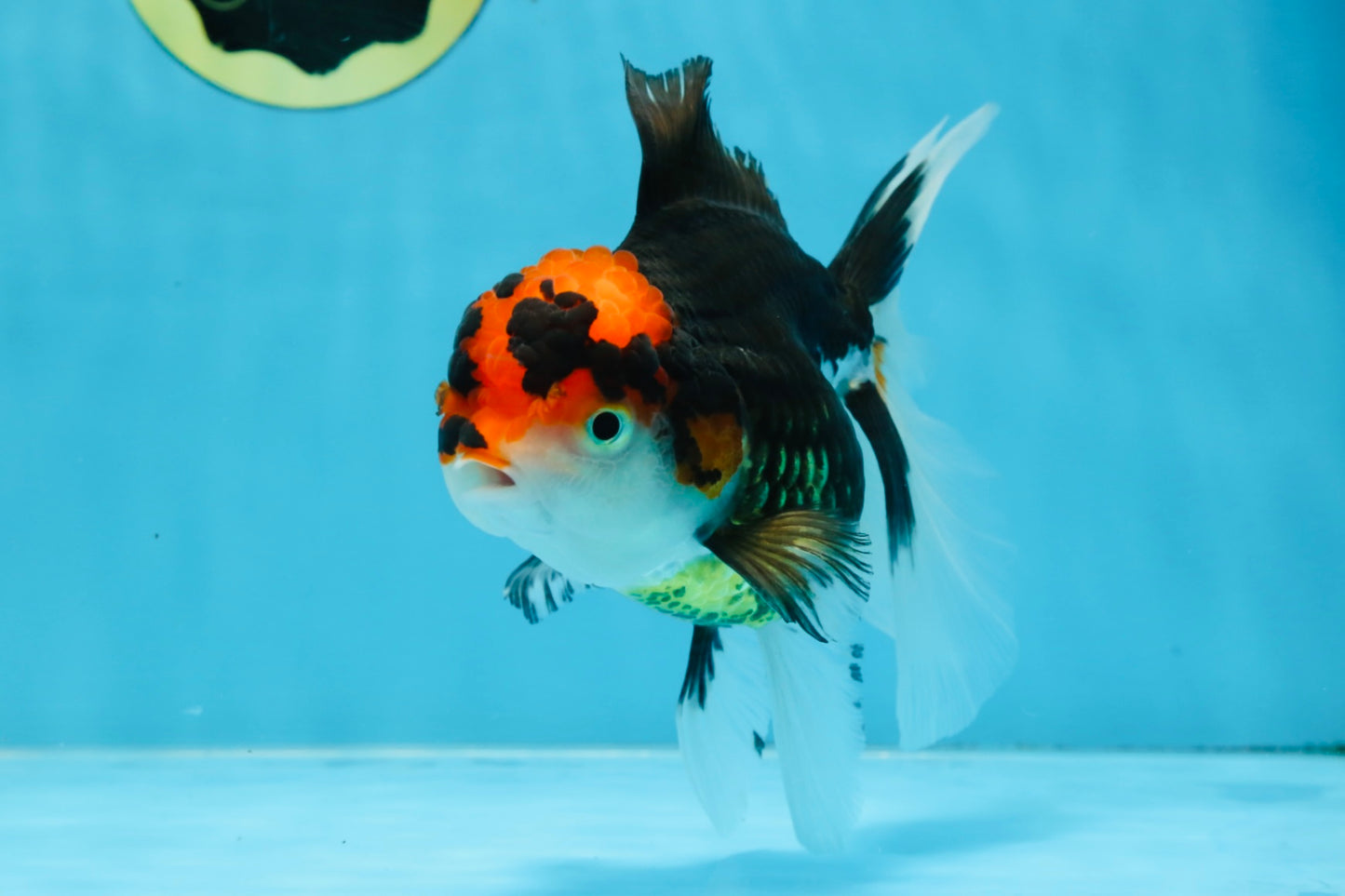 A Grade Tricolor Oranda Female 5.5-6 inches #100325OR_18