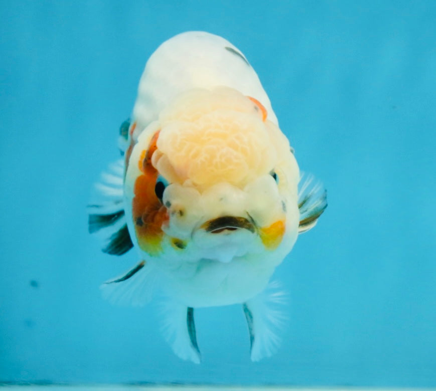 A Grade Calico LionKing 4.5-5 inches #121925LC_09