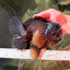 AAA Grade Godzilla Black Oranda Male 6.5 inches #032726OR_08