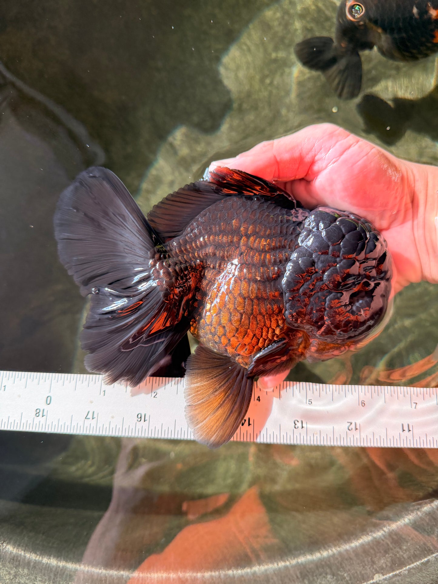 AAA Grade Godzilla Black Oranda Male 6.5 inches #032726OR_08