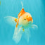 A Grade Red White Oranda Male 6 inches #061926OR_18