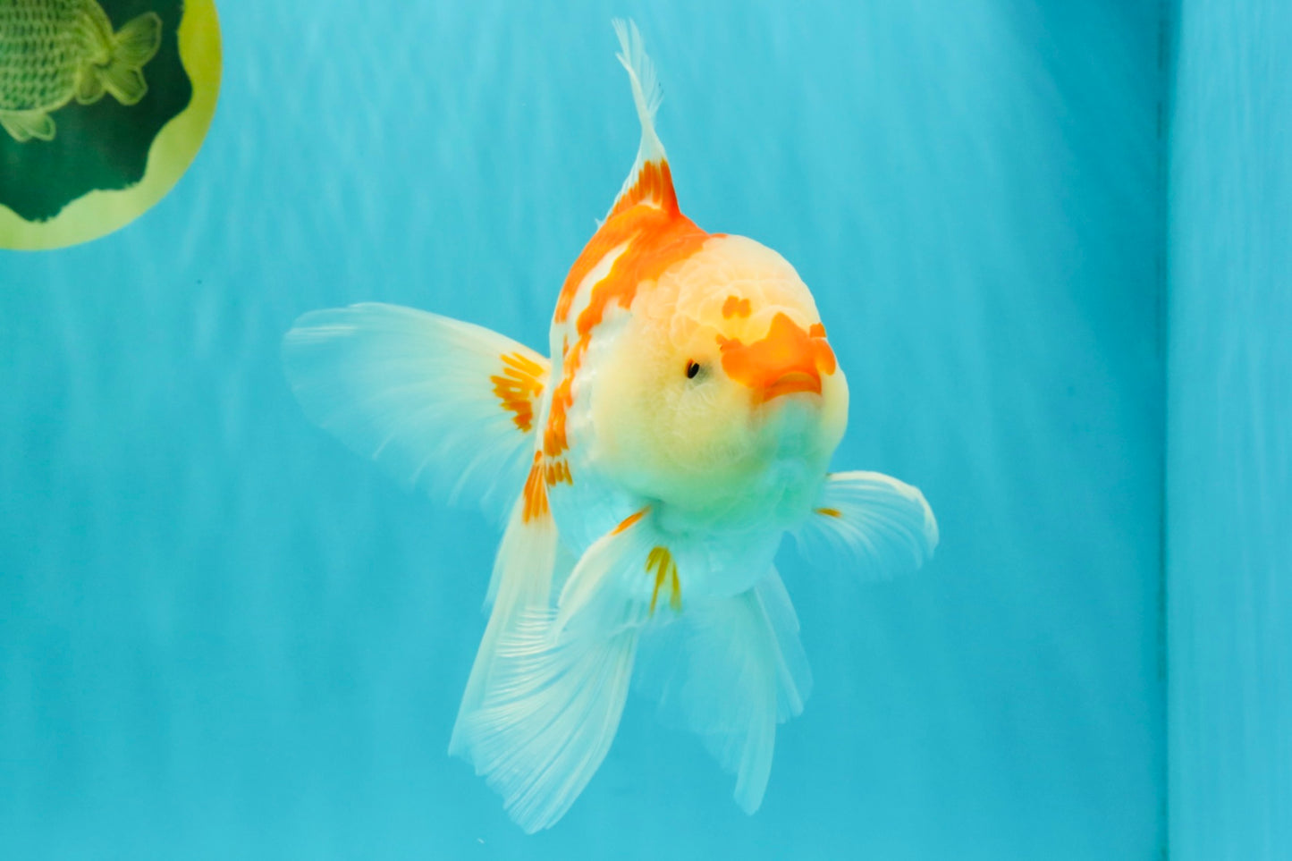 A Grade Red White Oranda Male 6 inches #061926OR_18