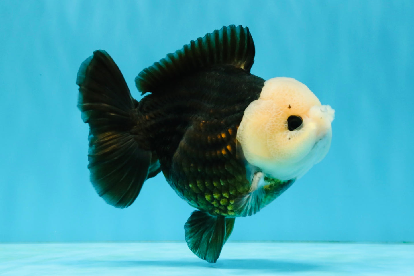 Pompom Panda Button Eyes Yuanbao Male 5-5.5 inches #040326YB_04