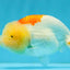 ADORABLE Orange White LionChu Female 4.5 inches #041026LC_18