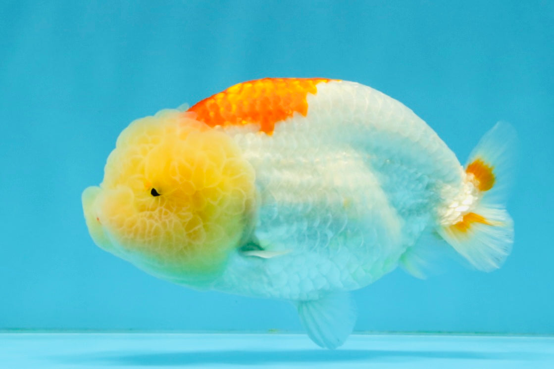 ADORABLE Orange White LionChu Female 4.5 inches #041026LC_18