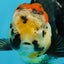 A Grade Tricolor Oranda Female 5.5-6 inches #062725OR_24