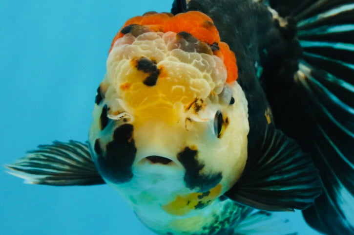 A Grade Tricolor Oranda Female 5.5-6 inches #062725OR_24