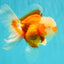 A Grade Jade Head Red White Oranda Male 5-5.5 inches #062626OR_25
