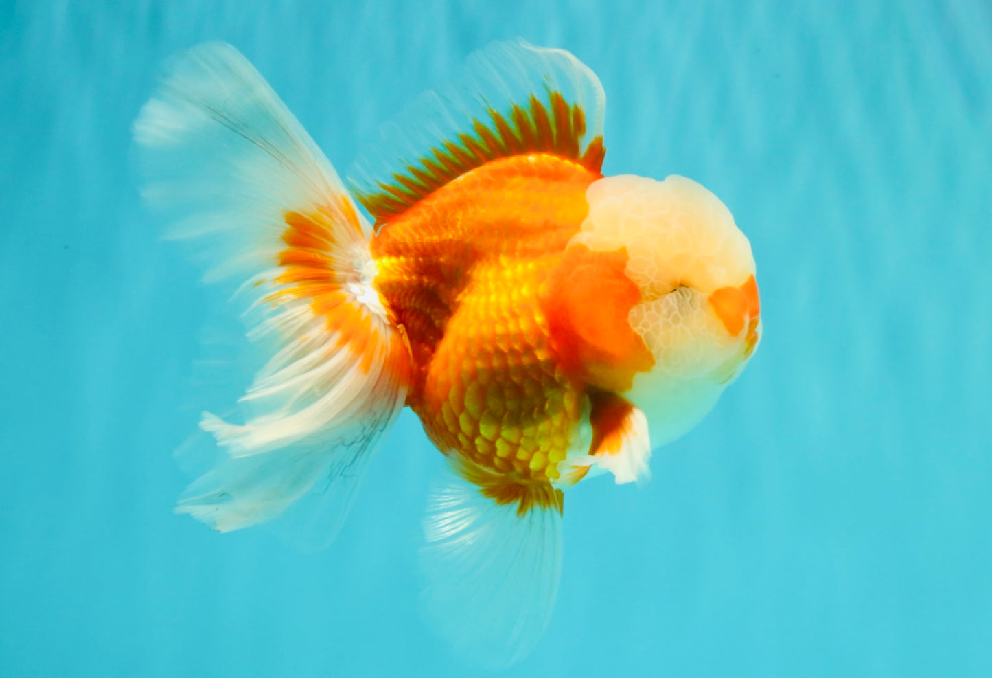 A Grade Jade Head Red White Oranda Male 5-5.5 inches #062626OR_25