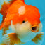 AAA Grade THICK BODY Red White Oranda Male 5.5 inches #082225OR_14