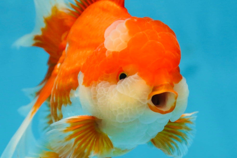 AAA Grade THICK BODY Red White Oranda Male 5.5 inches #082225OR_14