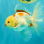 A Grade Kohaku Oranda Male 6-6.5 inches #090426OR_10