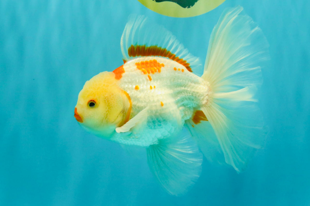 A Grade Kohaku Oranda Male 6-6.5 inches #090426OR_10