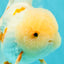 BEAUTY A  Grade Red White Oranda Male 6 inches #082126OR_08