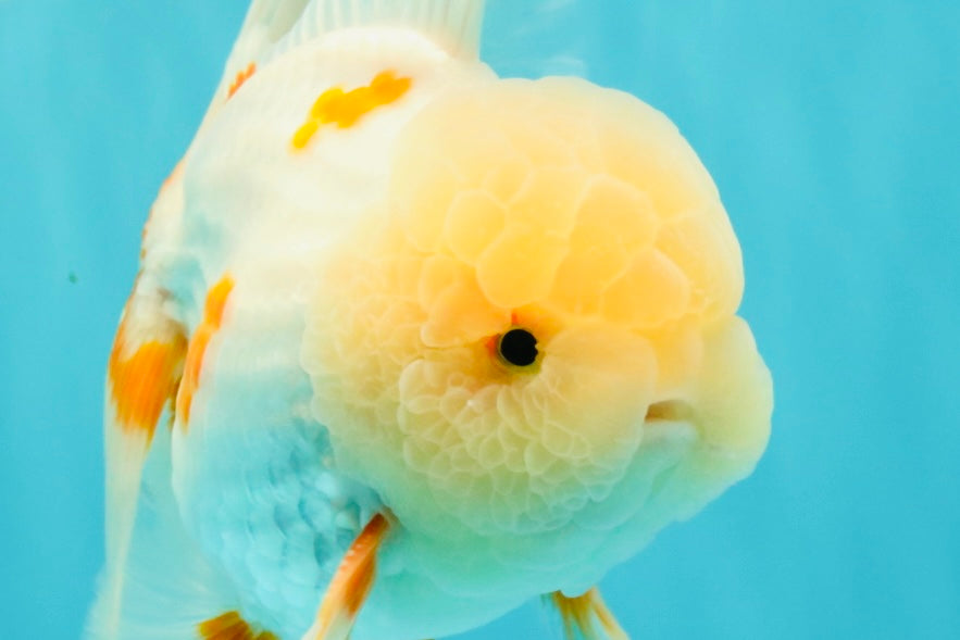 BEAUTY A  Grade Red White Oranda Male 6 inches #082126OR_08