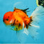 A Grade Sakura Oranda Male 6 inches #110725OR_04