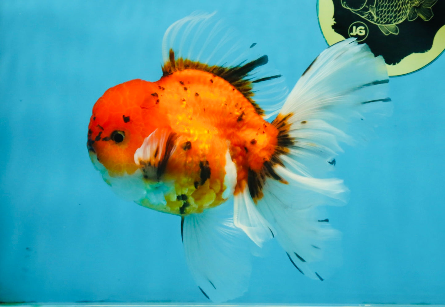 A Grade Sakura Oranda Male 6 inches #110725OR_04