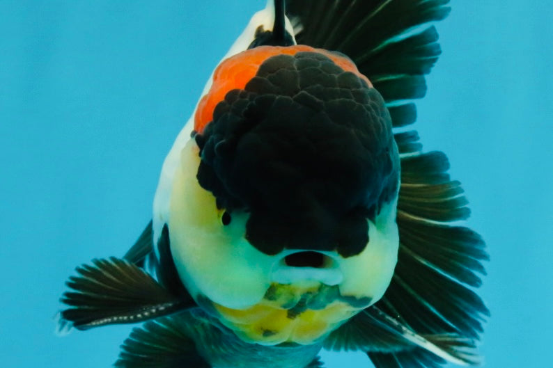 BATMAN AAA Grade Tricolor Oranda Male 5.5 inches #022026OR_09