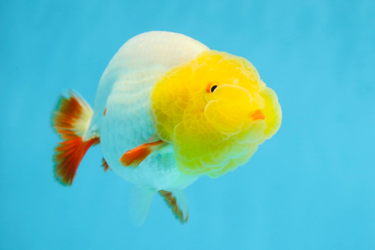 Sunny Lemonhead Lionchu Male 4-4.5 inches #072525LC_04