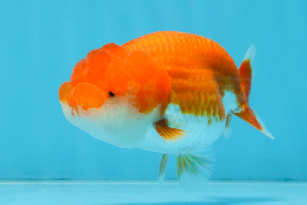 AAA Grade Red White LionQueen 4 inches #112825LC_02