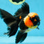 A Grade STUNNING Tricolor Oranda Male 5-5.5 inches #051625OR_23