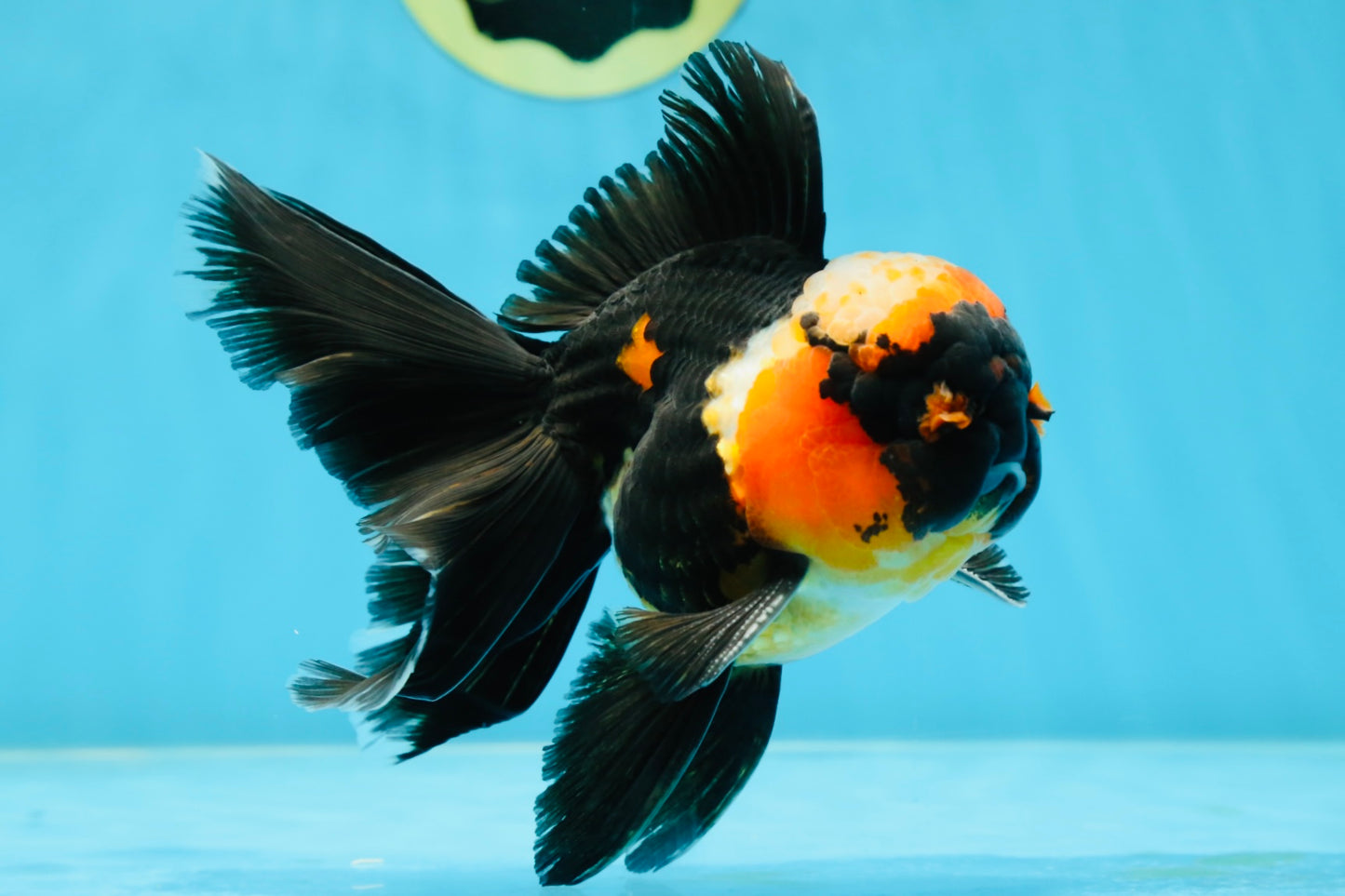 A Grade STUNNING Tricolor Oranda Male 5-5.5 inches #051625OR_23