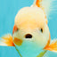 A Grade Jade Head Red White Oranda Male 5.5 inches #102326OR_07